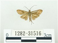 叉紋閃舞蛾藏品圖，第2張