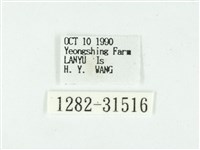 叉紋閃舞蛾藏品圖，第3張