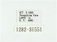 叉紋閃舞蛾藏品圖，第3張