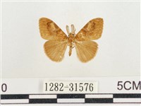 小白紋毒蛾藏品圖，第1張