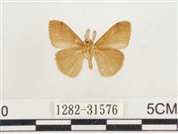 小白紋毒蛾藏品圖，第2張