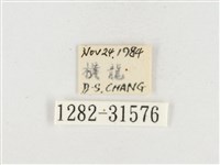 小白紋毒蛾藏品圖，第3張