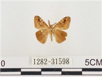 小白紋毒蛾藏品圖，第1張