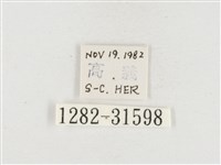 小白紋毒蛾藏品圖，第3張