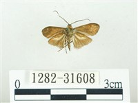 叉紋閃舞蛾藏品圖，第2張