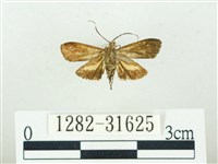 叉紋閃舞蛾藏品圖，第2張