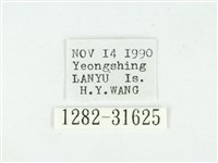 叉紋閃舞蛾藏品圖，第3張