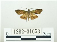 叉紋閃舞蛾藏品圖，第1張