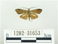 叉紋閃舞蛾藏品圖，第2張