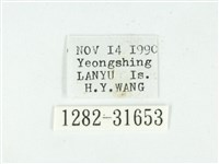 叉紋閃舞蛾藏品圖，第3張