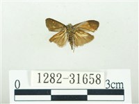 叉紋閃舞蛾藏品圖，第2張