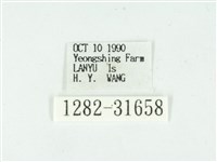 叉紋閃舞蛾藏品圖，第3張