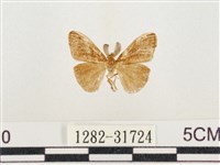 小白紋毒蛾藏品圖，第1張