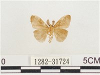 小白紋毒蛾藏品圖，第2張