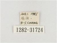 小白紋毒蛾藏品圖，第3張