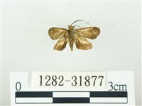 叉紋閃舞蛾藏品圖，第2張