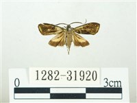 叉紋閃舞蛾藏品圖，第1張