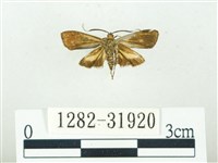 叉紋閃舞蛾藏品圖，第2張