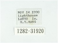 叉紋閃舞蛾藏品圖，第3張