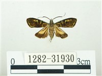 叉紋閃舞蛾藏品圖，第1張