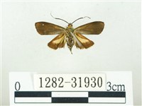 叉紋閃舞蛾藏品圖，第2張