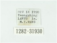 叉紋閃舞蛾藏品圖，第3張