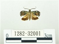 叉紋閃舞蛾藏品圖，第1張