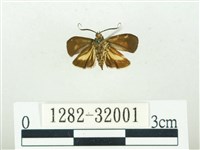 叉紋閃舞蛾藏品圖，第2張