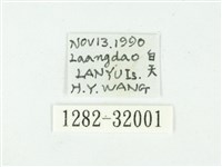 叉紋閃舞蛾藏品圖，第3張