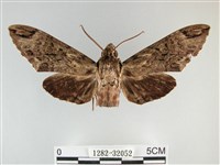 霜天蛾藏品圖，第1張