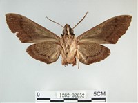 霜天蛾藏品圖，第2張