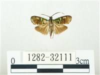 叉紋閃舞蛾藏品圖，第1張