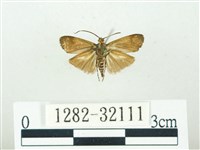 叉紋閃舞蛾藏品圖，第2張