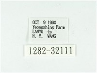 叉紋閃舞蛾藏品圖，第3張