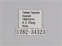 樺斑蝶藏品圖，第3張