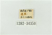 大斑波紋蛾藏品圖，第3張