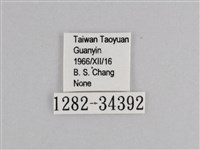 樺斑蝶藏品圖，第3張