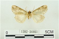 連珠波紋蛾藏品圖，第2張