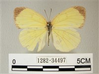 荷氏黃蝶藏品圖，第1張