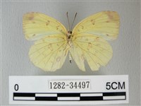 荷氏黃蝶藏品圖，第2張