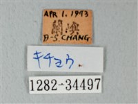 荷氏黃蝶藏品圖，第3張