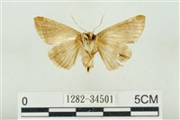 印華波紋蛾藏品圖，第2張