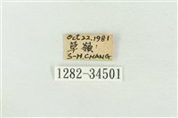 印華波紋蛾藏品圖，第3張