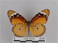 樺斑蝶藏品圖，第2張