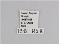樺斑蝶藏品圖，第3張