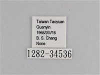 樺斑蝶藏品圖，第3張