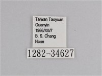 樺斑蝶藏品圖，第3張