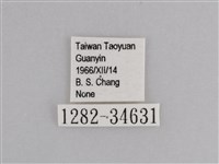 樺斑蝶藏品圖，第3張