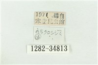 珠灰蝶藏品圖，第3張