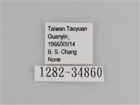 樺斑蝶藏品圖，第3張